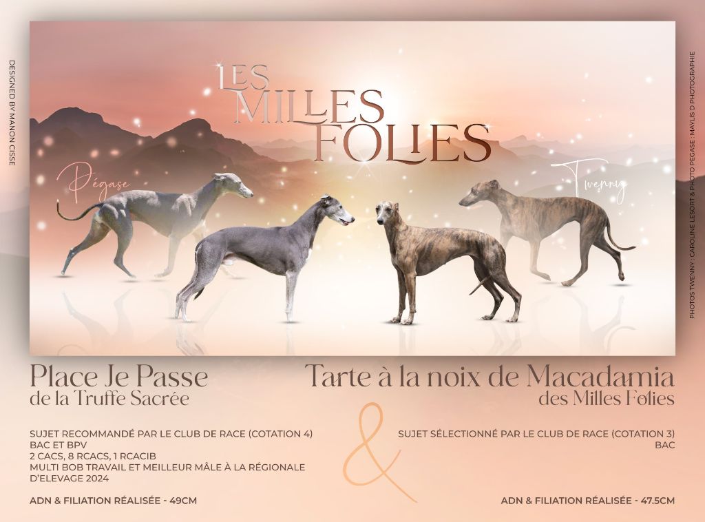 chiot Whippet Des Milles Folies