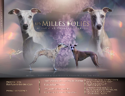 Des Milles Folies - Whippet - Portée née le 15/06/2022