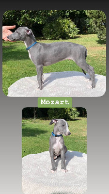 Virtuose Mozart