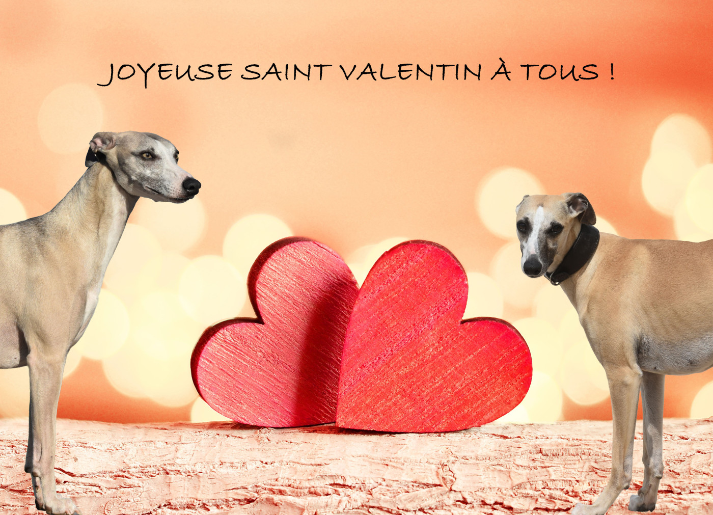 Chiot Whippet Des Milles Folies