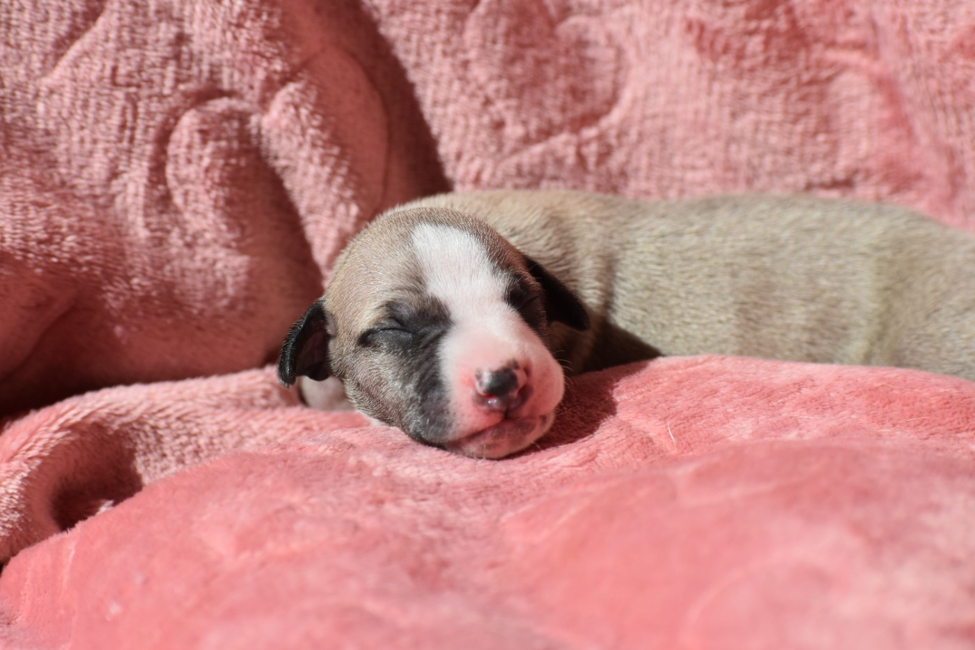 Des Milles Folies - Chiots disponibles - Whippet