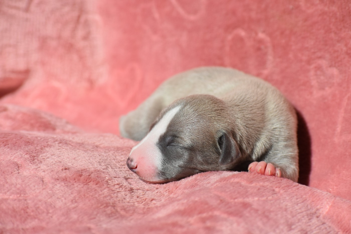 Des Milles Folies - Chiots disponibles - Whippet