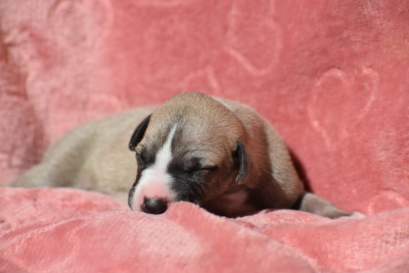 Des Milles Folies - Chiots disponibles - Whippet