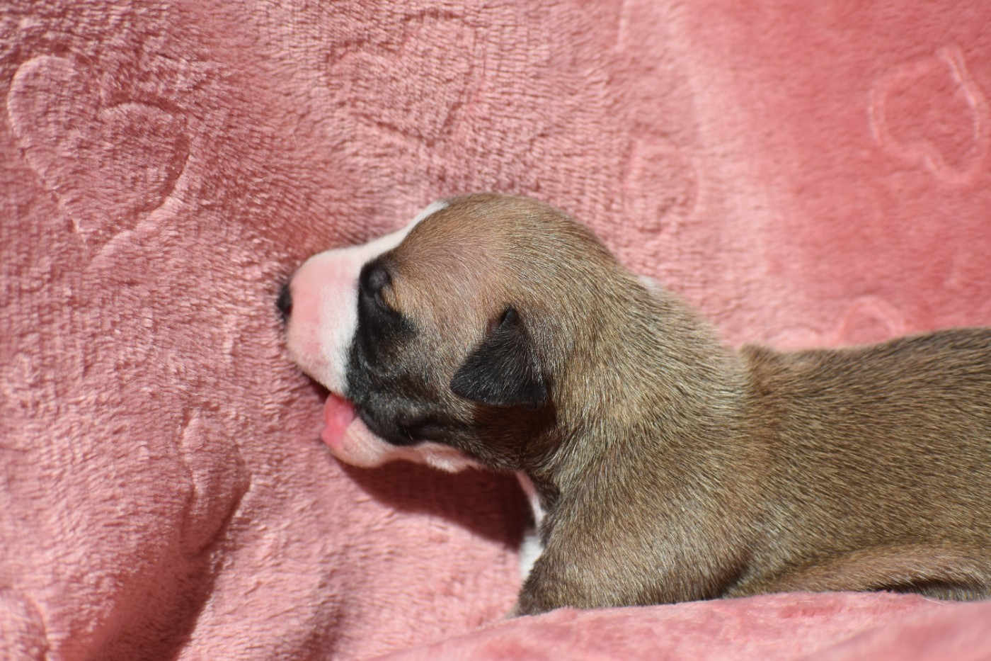 Des Milles Folies - Chiots disponibles - Whippet