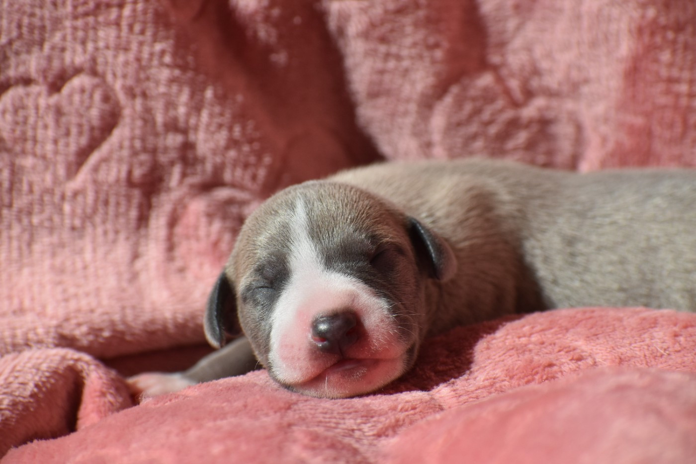 Des Milles Folies - Chiots disponibles - Whippet