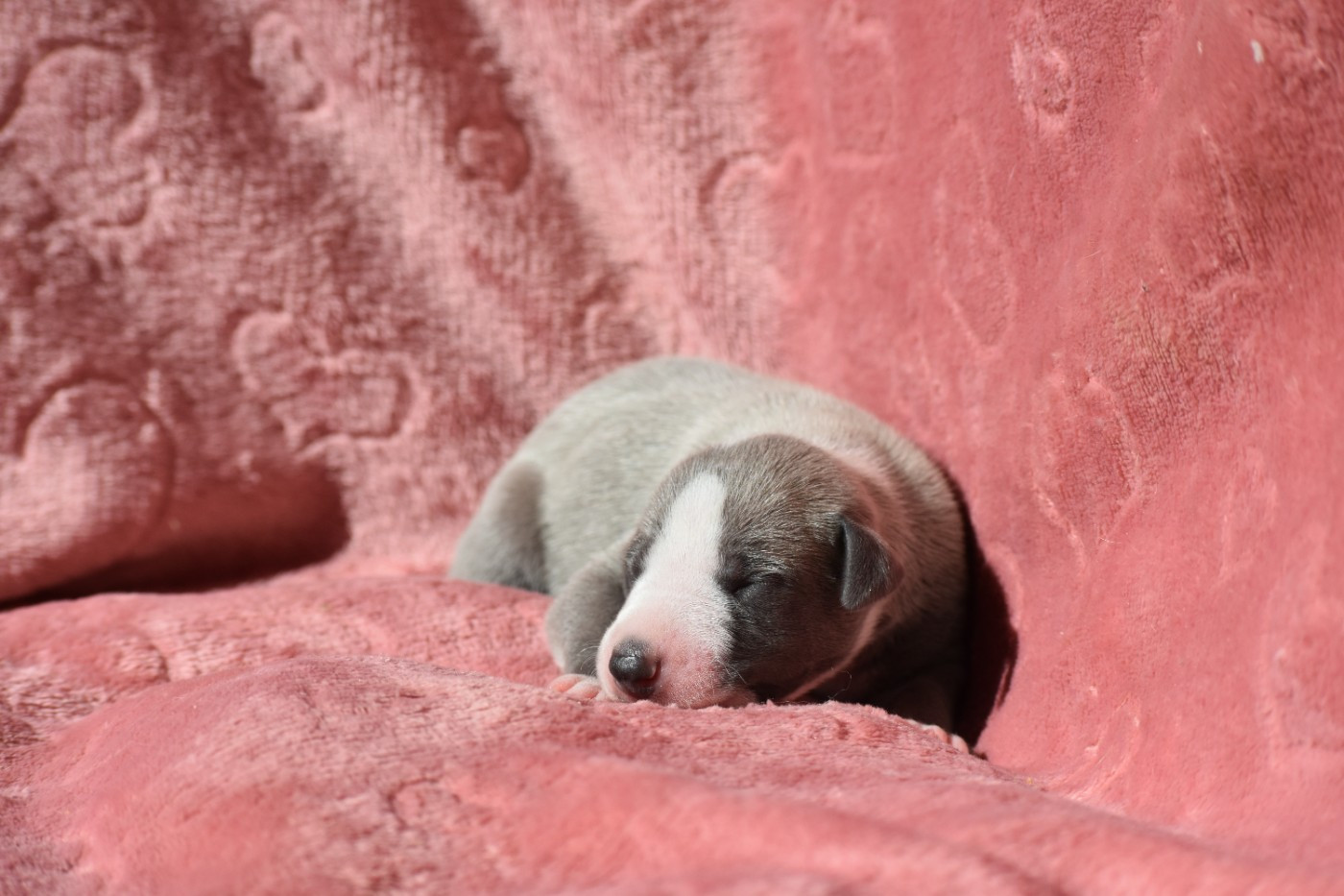 Des Milles Folies - Chiots disponibles - Whippet