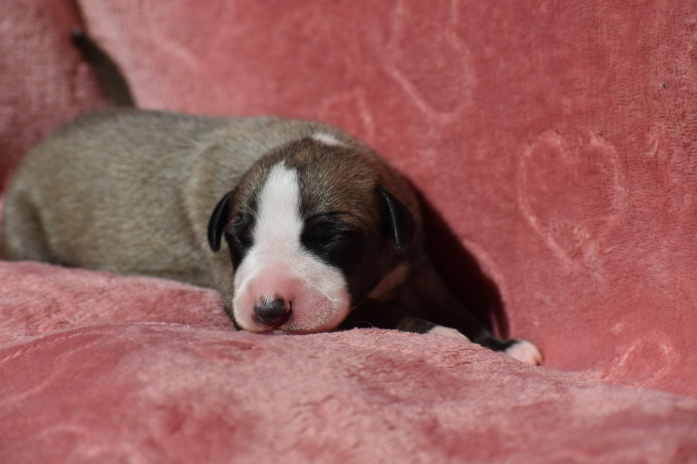 Des Milles Folies - Chiots disponibles - Whippet