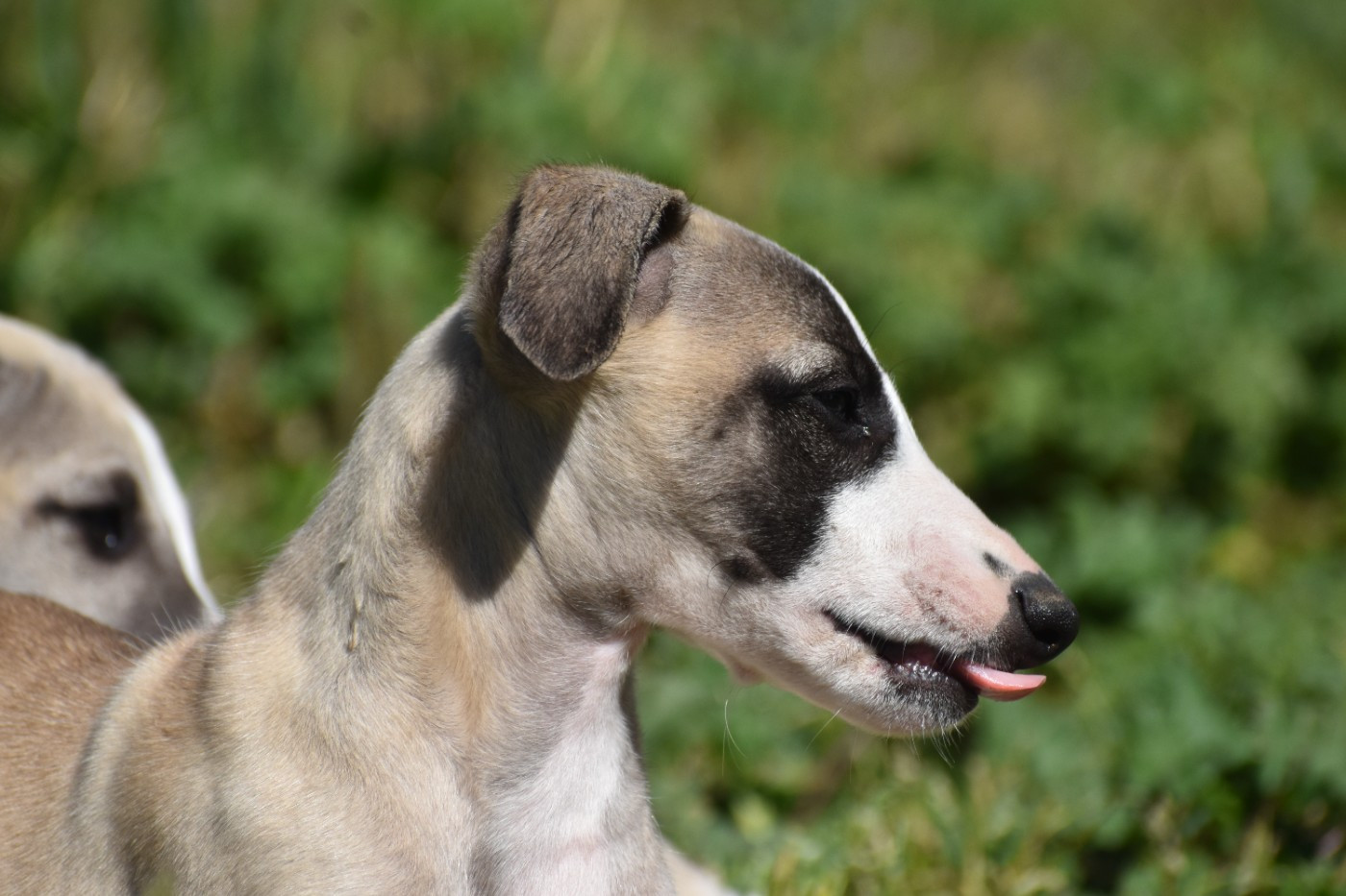 Des Milles Folies - Chiots disponibles - Whippet