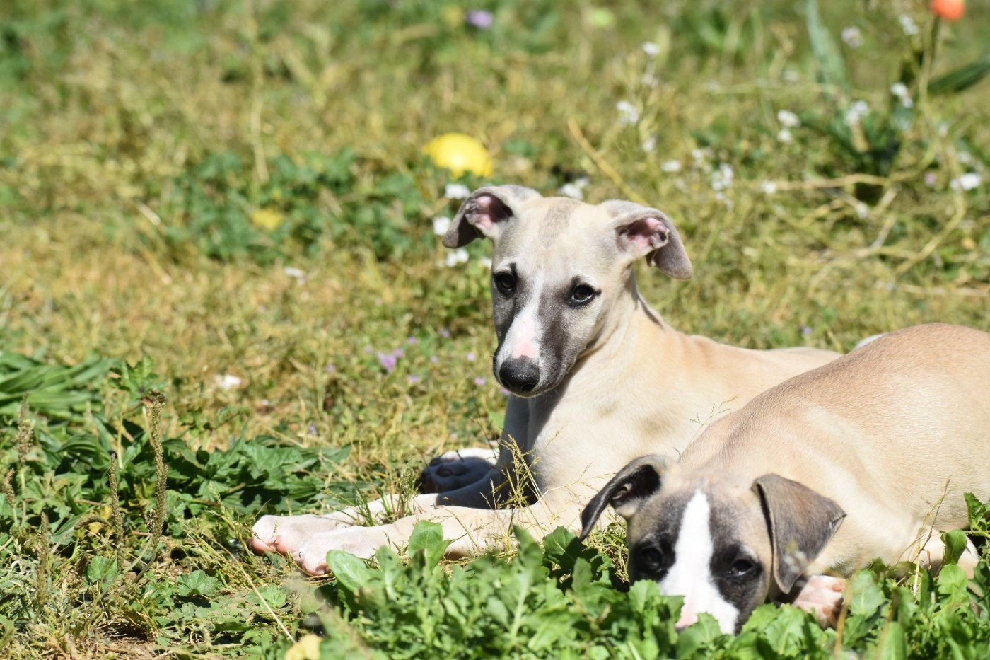 Des Milles Folies - Chiots disponibles - Whippet