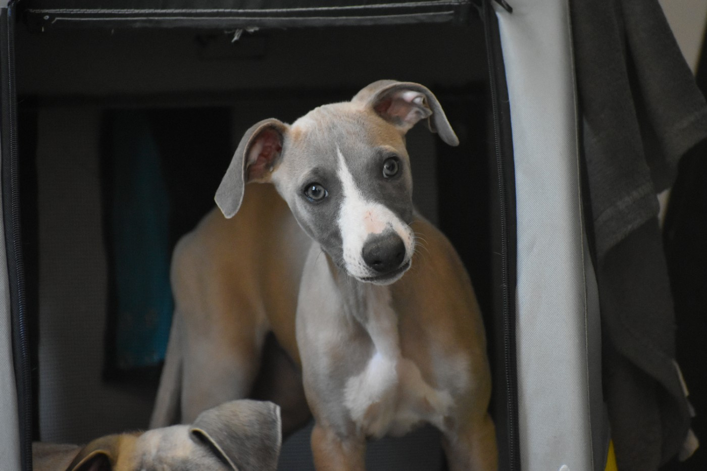 Des Milles Folies - Chiots disponibles - Whippet