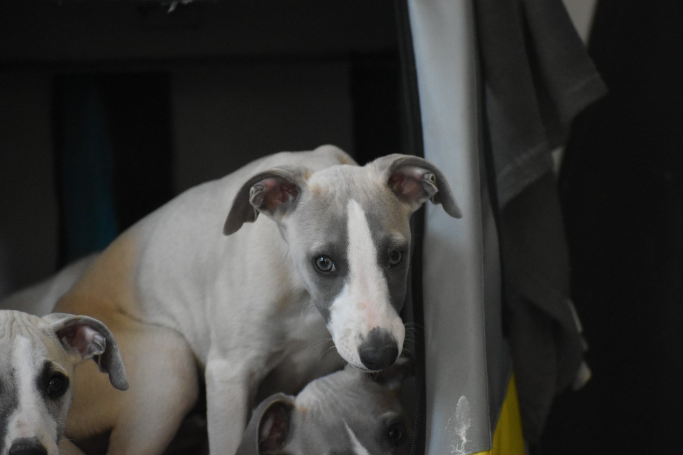 Des Milles Folies - Chiots disponibles - Whippet