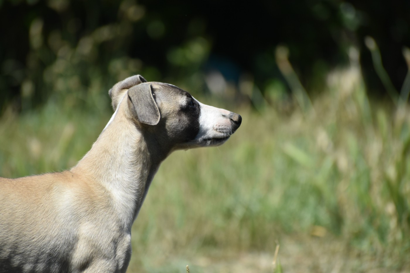 Des Milles Folies - Chiots disponibles - Whippet