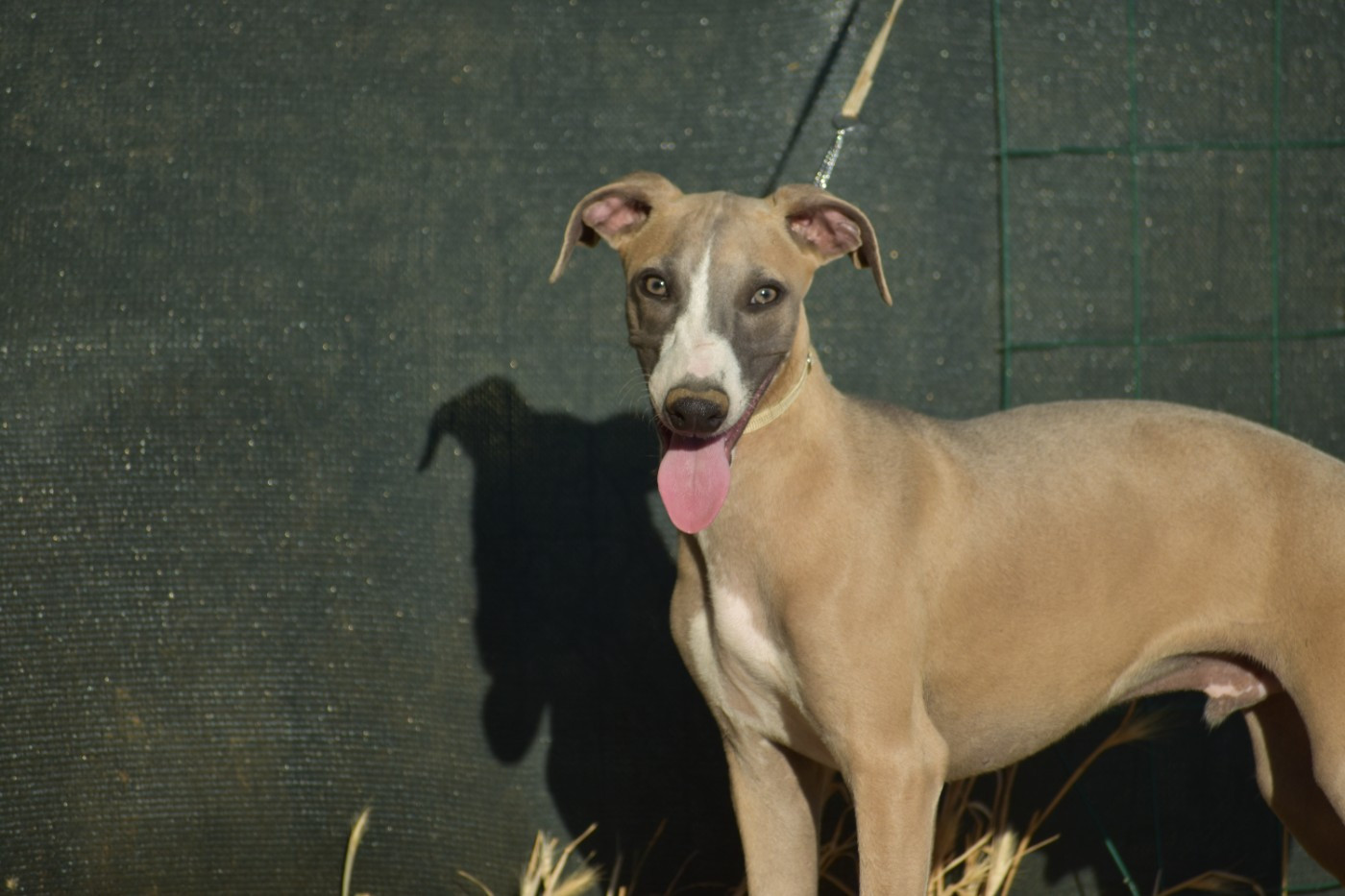 Des Milles Folies - Chiots disponibles - Whippet