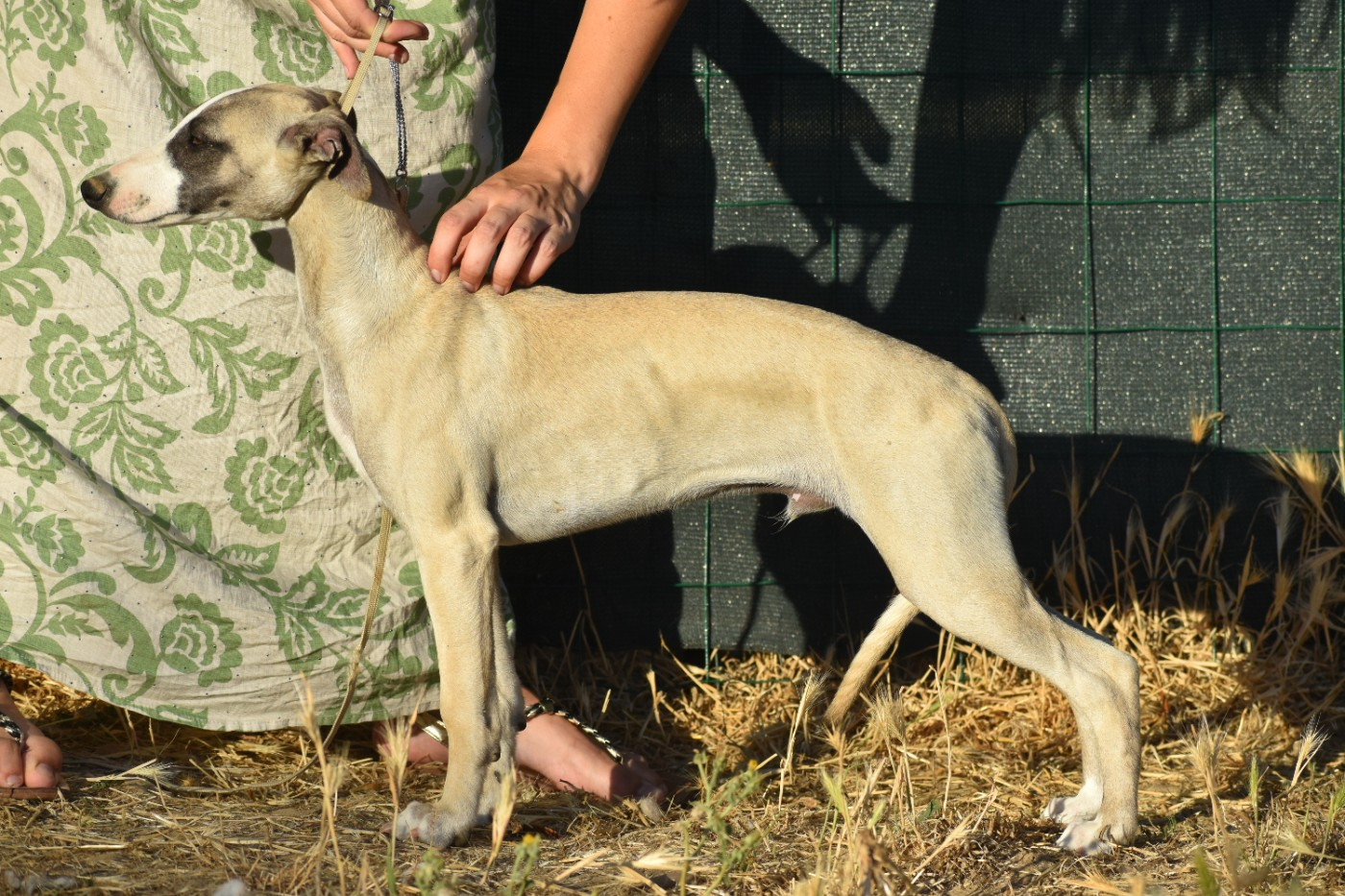 Des Milles Folies - Chiots disponibles - Whippet