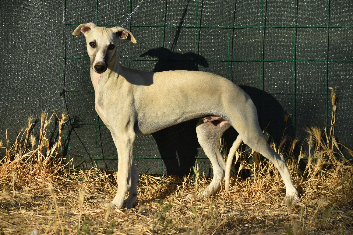 Des Milles Folies - Chiots disponibles - Whippet