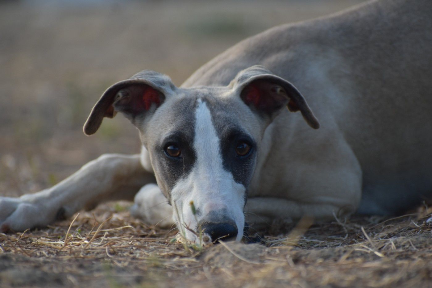 Des Milles Folies - Chiots disponibles - Whippet