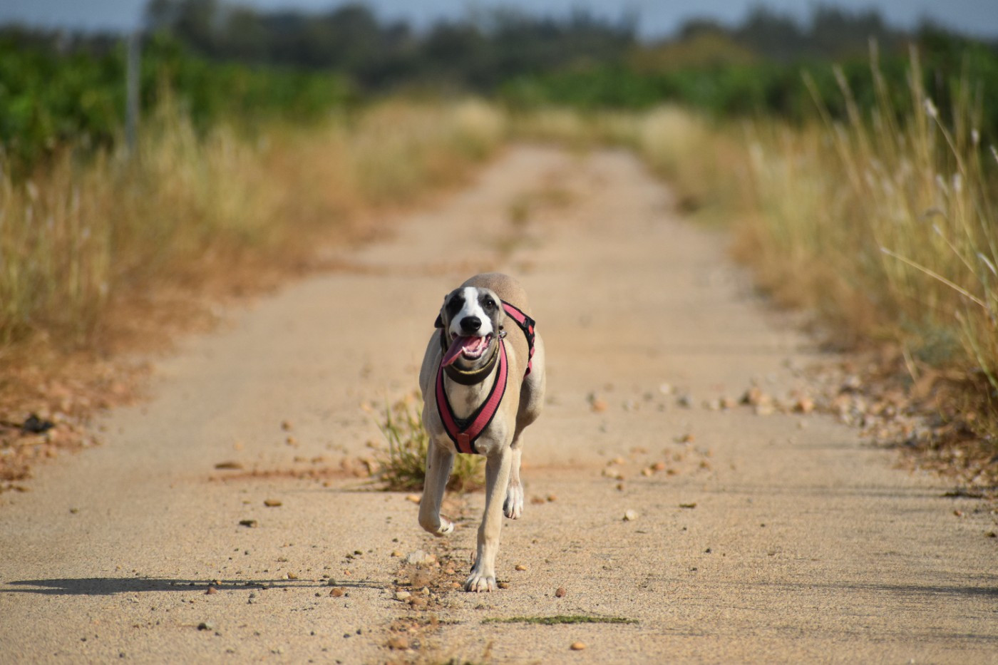 Des Milles Folies - Chiots disponibles - Whippet